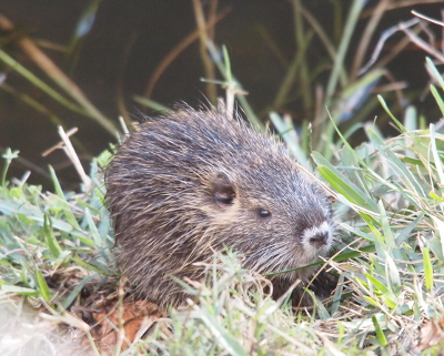 [Close view of one baby nutria on the grass.]